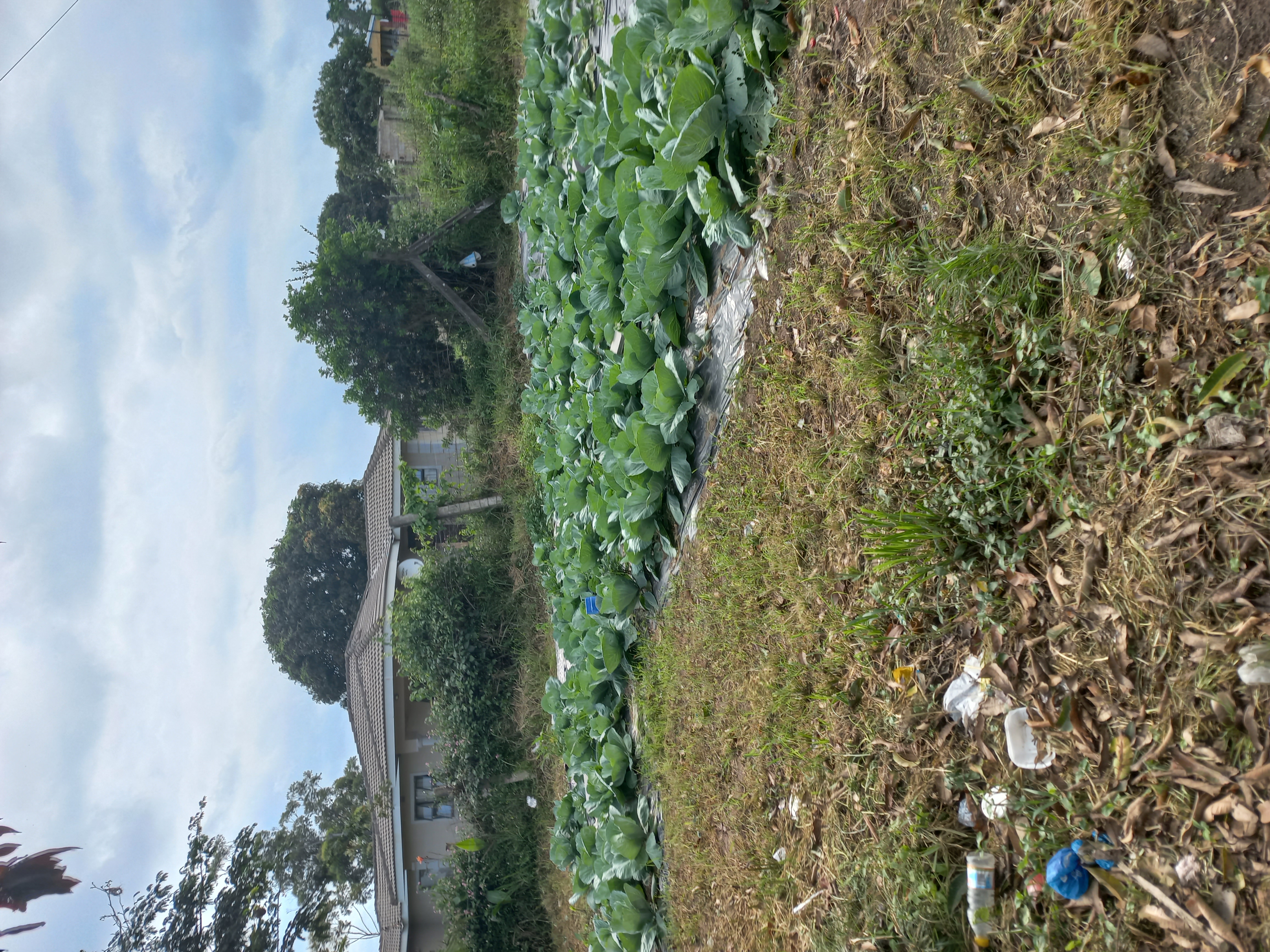 Ndoyenk Techonology biodigester not only produces quality biogas but digestate that can be used to grow produce.