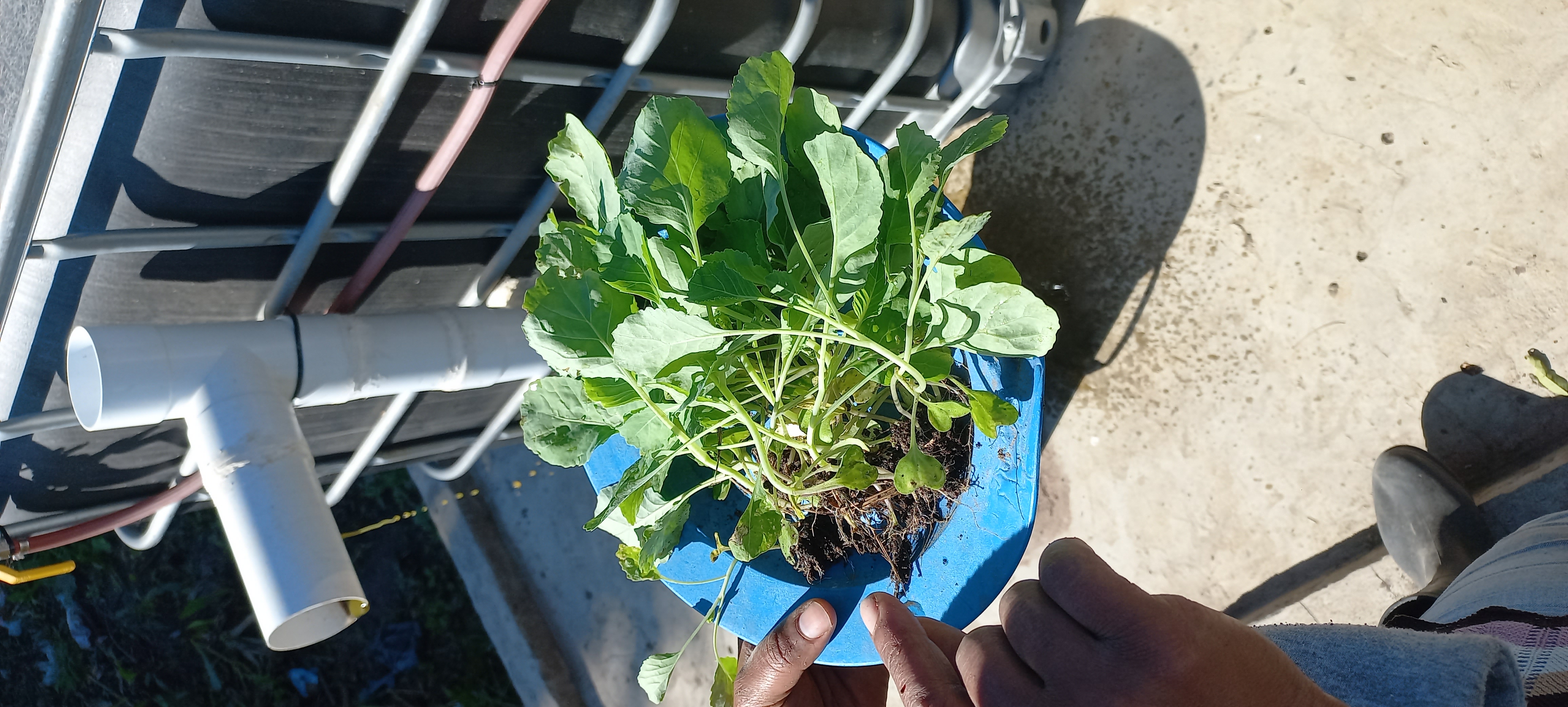 Ndoyenk Technology biodigester produces quality digestate suitable for seedlings.
